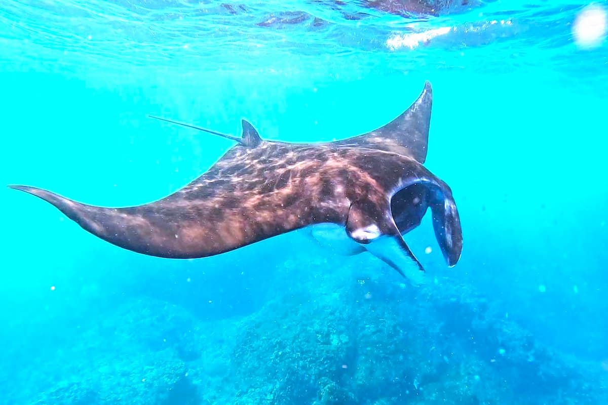 Snorkeling with manta rays in Nusa Penida